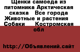 Щенки самоеда из питомника Арктическая сказка - Все города Животные и растения » Собаки   . Костромская обл.